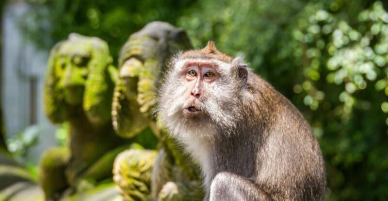 Ubud: Monkey Forest, Rice Terrace & Tanah Lot Private Tour - Key Points