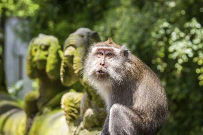 Ubud: Monkey Forest, Rice Terrace & Tanah Lot Private Tour - Ubud Royal Palace