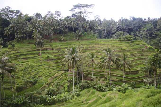 Ubud: Monkey Forest, Rice Terrace & Tanah Lot Private Tour - Frequently Asked Questions