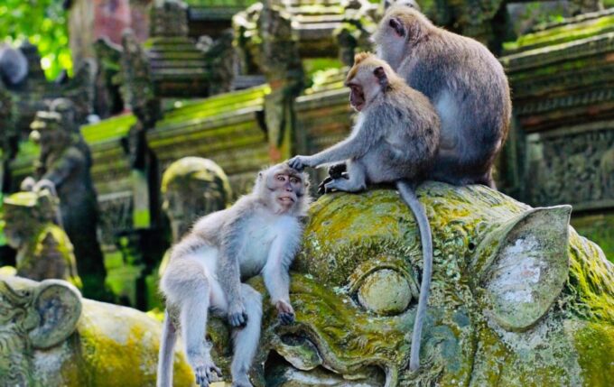 Ubud: Monkey Forest, Rice Terrace, Water Temple & Waterfalls - Gunung Kawi Temple and Coffee Plantation
