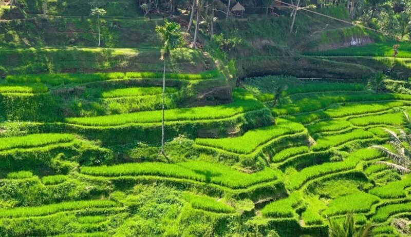 Ubud: Monkey Forest, Rice Terrace & Waterfall Guided Tour - Itinerary Highlights