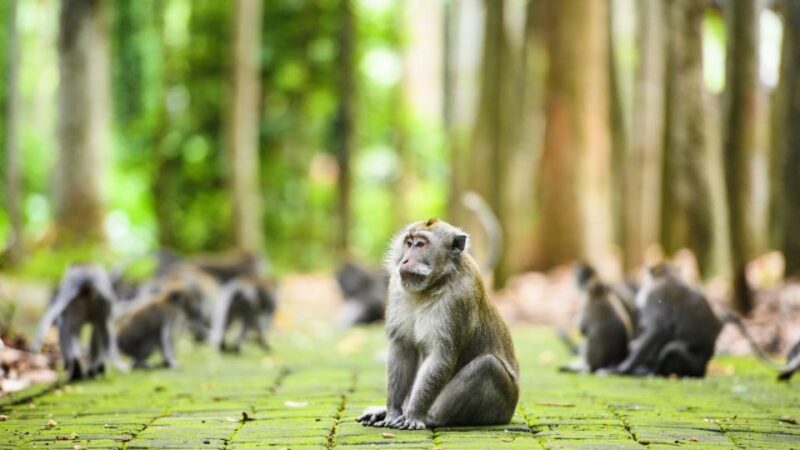 Ubud: Monkey Forest, Rice Terrace & Waterfall Guided Tour - Inclusions
