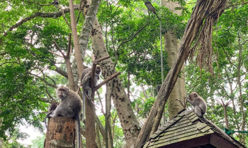 Ubud: Monkey Forest, Rice Terrace & Waterfall Guided Tour - Customer Reviews