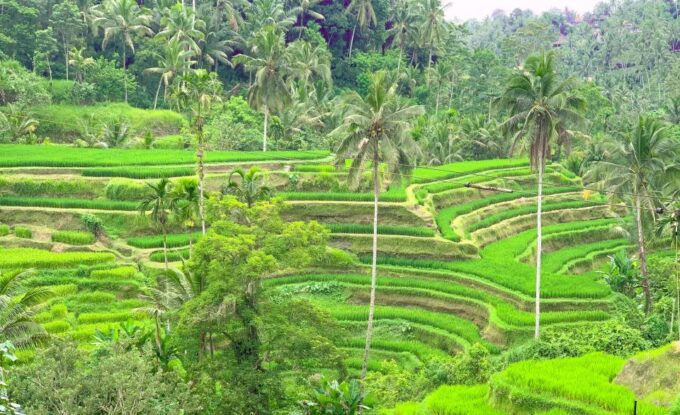 Ubud: Monkey Forest, Rice Terrace & Waterfall Guided Tour - Exploring Rice Terraces