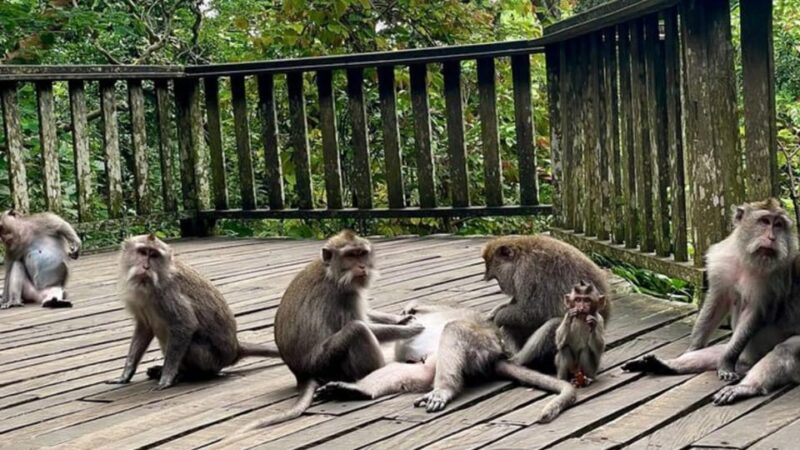 Ubud: Monkey Forest, Rice Terraces, Temple&Petanu Waterfall - Itinerary Highlights