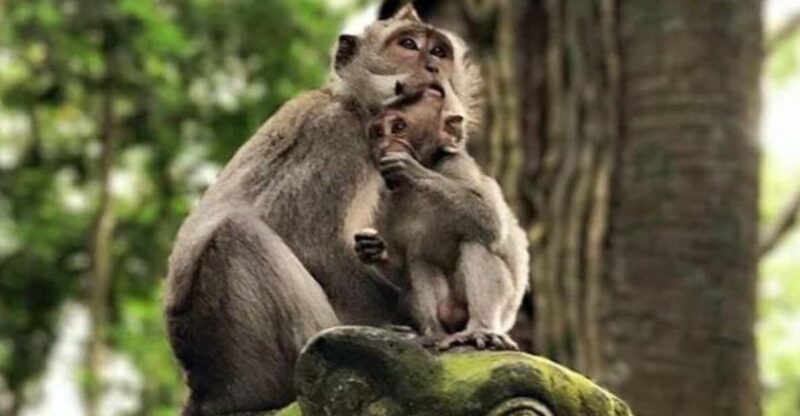 Ubud: Monkey Forest, Rice Terraces, Temple&Petanu Waterfall - Unique Experiences
