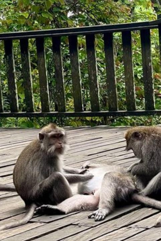 Ubud: Monkey Forest, Rice Terraces, Temple&Petanu Waterfall - Optional Activities