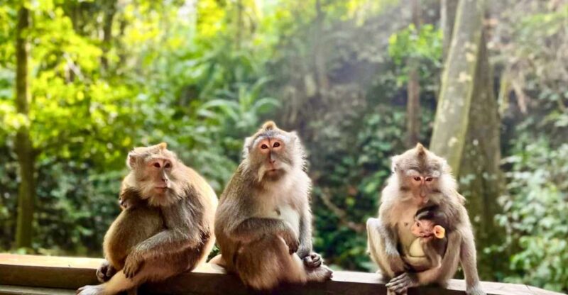 Ubud: Monkey Forest Sanctuary & Jungle Swing Half-Day Tour - Customer Feedback