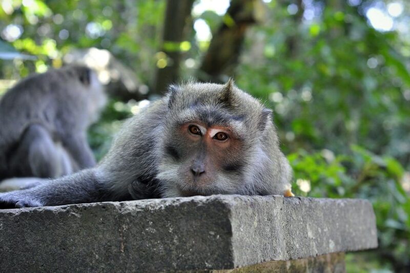 Ubud: Monkey Forest, Tegenungan Waterfall, Rice Terrace Tour - Pickup Locations