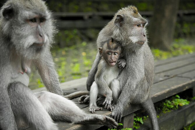 Ubud Monkey - Jungle Swing - Rice Terrace - Holy Spring Temple and Waterfall - Experiencing the Jungle Swing Adventure