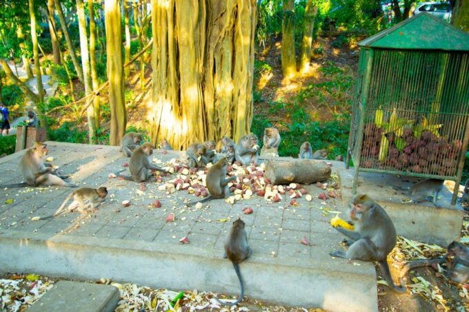 Ubud: Nature and Cultural Tour - Inclusions and Important Information