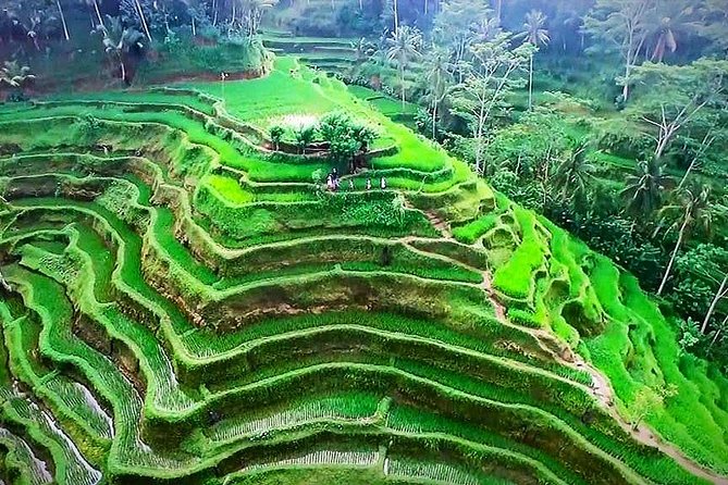 Ubud Nature Tours Including Culture, Arts, Temple, Volcano, Rice Field & Shows - Pickup Information