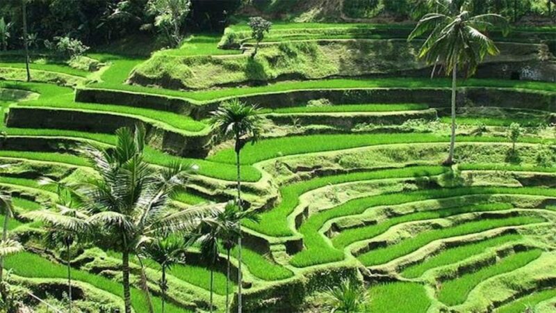 Ubud: Private Evening Tour With Legong Dance Performance - Key Points