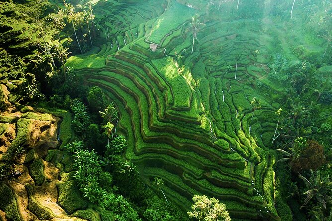 Ubud: Private Full Day Tour (All-in-One Complete) - Good To Know