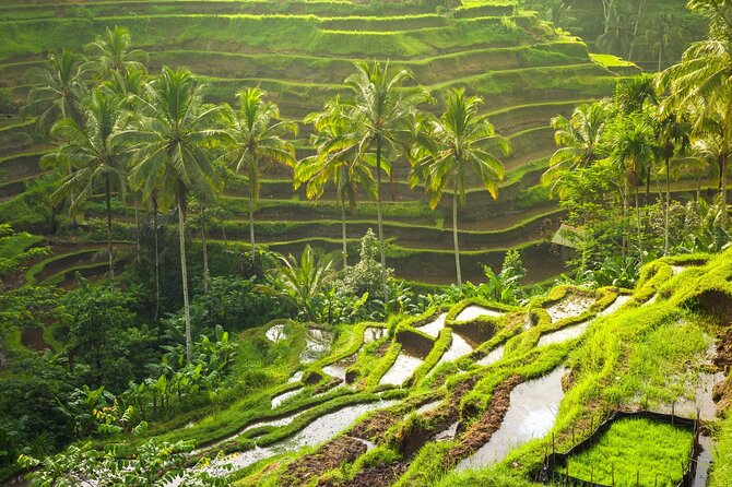 Ubud: Private Full Day Tour (All-in-One Complete) - Balinese Coffee Tasting