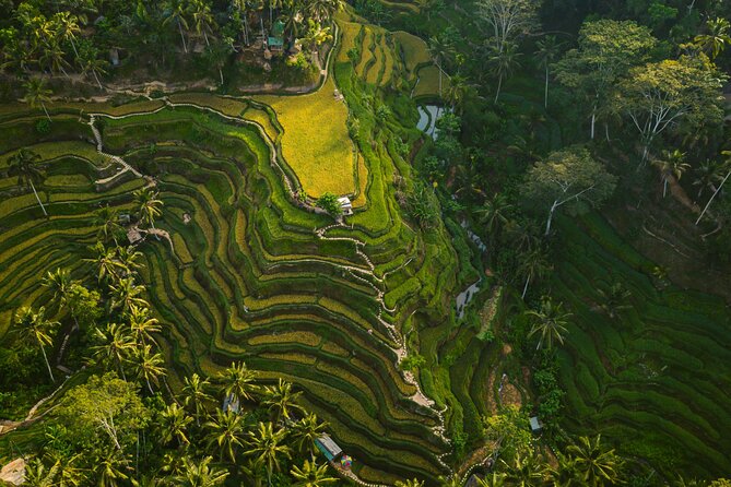 Ubud: Private Full Day Tour (All-in-One Complete) - Positive Reviews