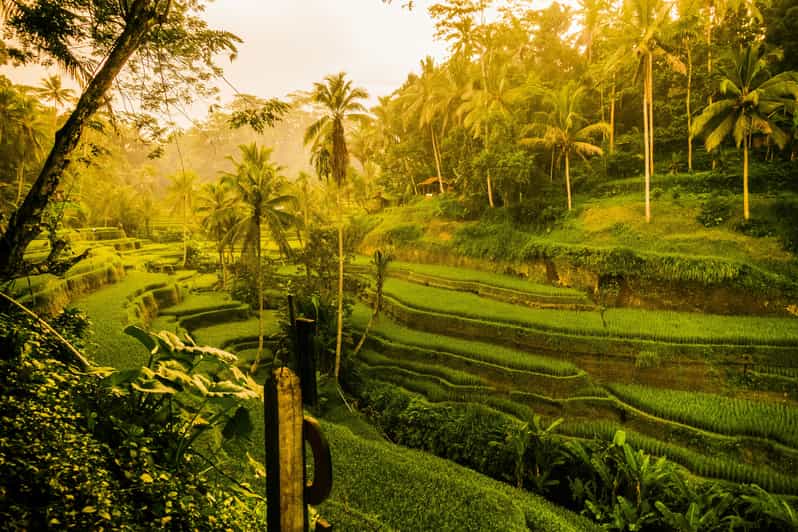 Ubud: Private Fullday Tour Nature & Culture With Transfers - Itinerary Highlights