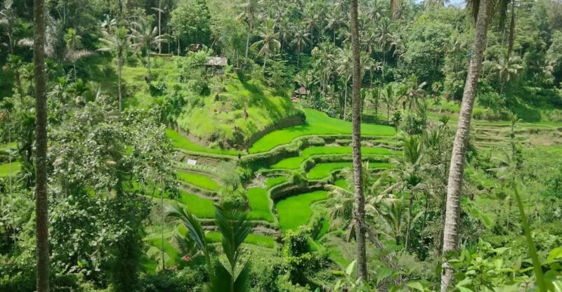 Ubud Private Tour With Driver-Guide - Tour Overview
