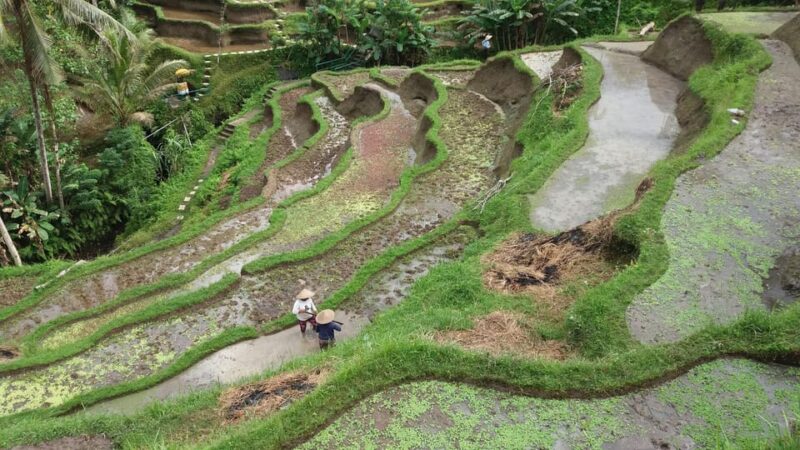 Ubud Private Tour With Driver-Guide - Important Information