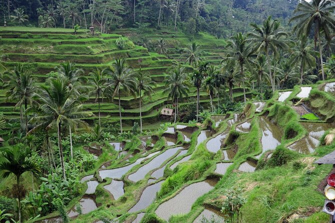 Ubud Private Tours - Destination Highlights