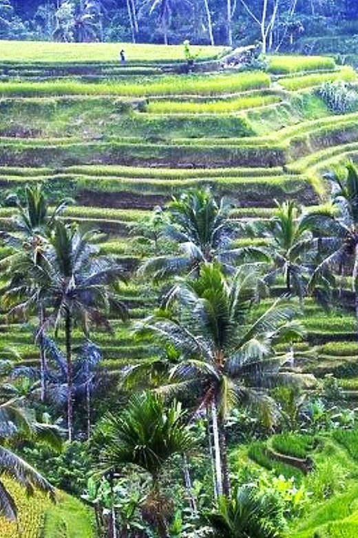 Ubud: Revel , Atv, White Water Rafting to Swing Ceking - Lunch Break