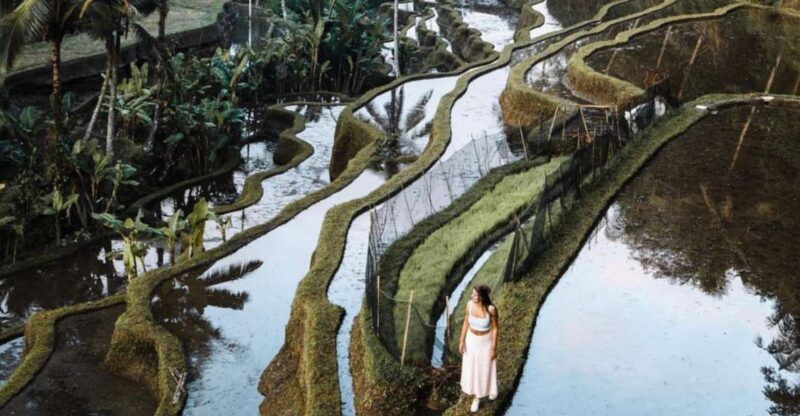 Ubud: Rice Terrace, Holy Water Temple & Waterfalls Trek Tour - Experience Details