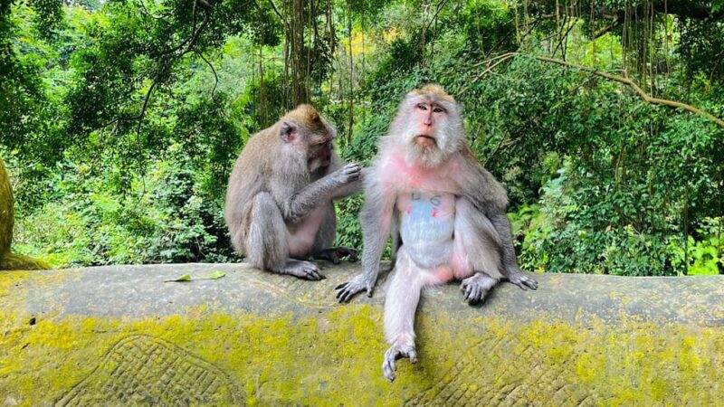 Ubud: Rice Terrace, Monkey Forest, Holy Temple & Waterfall - Itinerary and Highlights