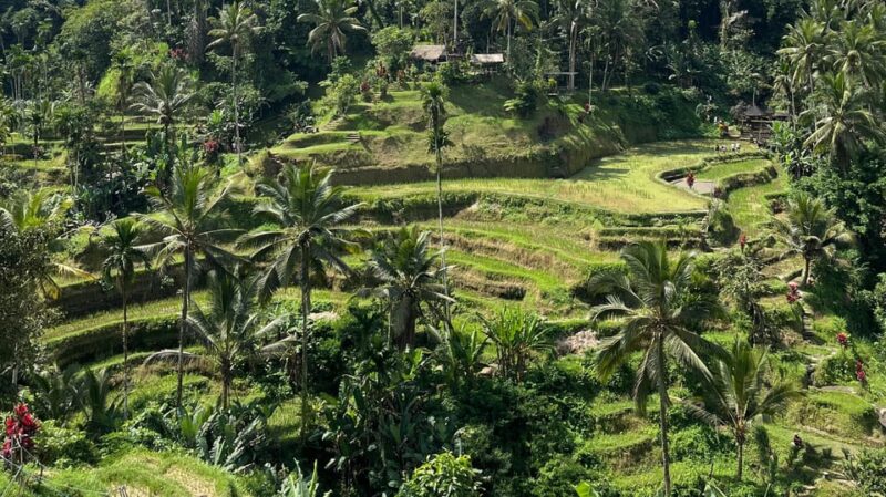 Ubud: Rice Terrace, Monkey Forest, Holy Temple & Waterfall - Inclusions and Exclusions