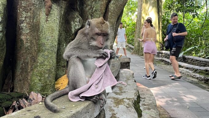 Ubud: Rice Terrace, Monkey Forest, Holy Temple & Waterfall - Scenic Tegalalang Rice Terrace