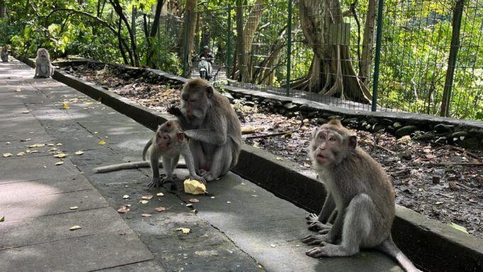 Ubud: Rice Terrace, Monkey Forest, Holy Temple & Waterfall - Tirta Empul Temple and Ritual
