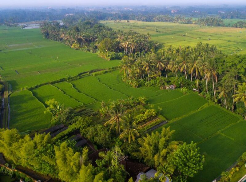 Ubud: Romantic Dinner Among the Rice Fields - Location and Accessibility