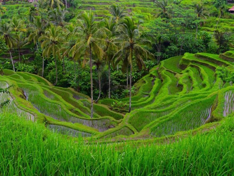 Ubud: Sacred Monkey Forest, Waterfall & Rice Terraces Tour - Experience and Activities
