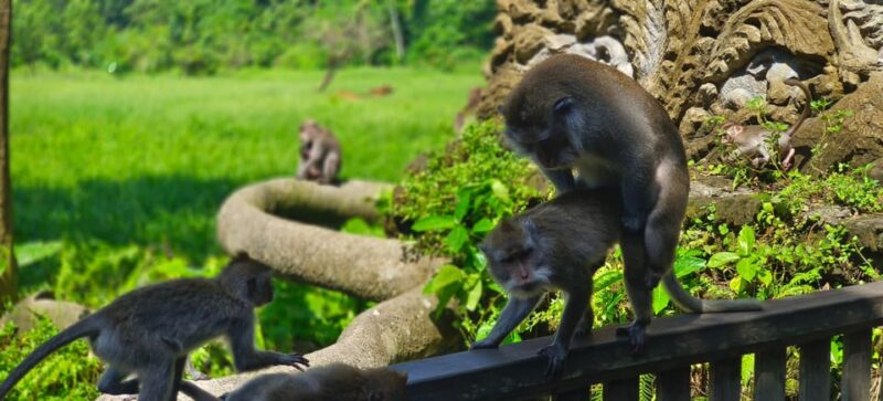 Ubud Solo Bike Tour !!! Swing ,Monkey Forest ,Tirta Empul - Tour Experience