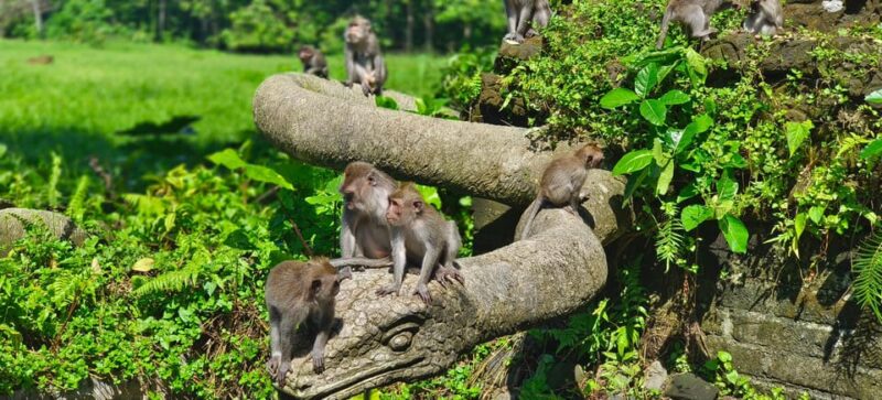 Ubud Solo Bike Tour !!! Swing ,Monkey Forest ,Tirta Empul - Included Features