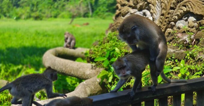Ubud Solo Bike Tour !!! Swing ,Monkey Forest ,Tirta Empul - Iconic Landmarks Exploration