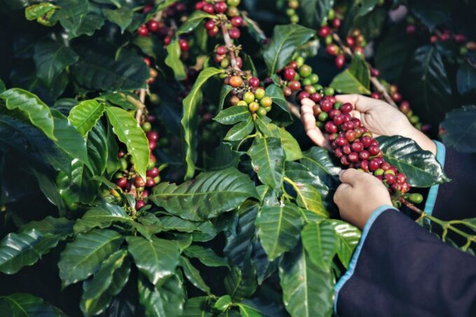 Ubud: Swing, Coffee Plantation, Rice Terrace, and Waterfall - Duration and Price