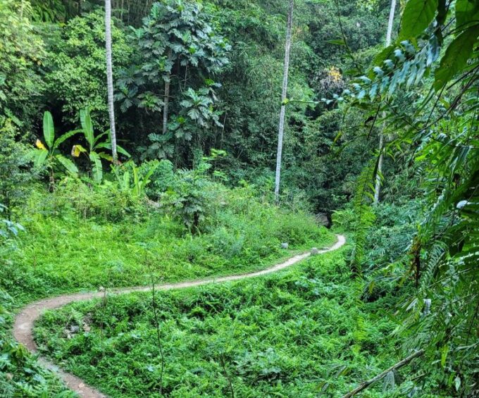 Ubud: Swing, Coffee Plantation, Rice Terrace, and Waterfall - Booking and Languages