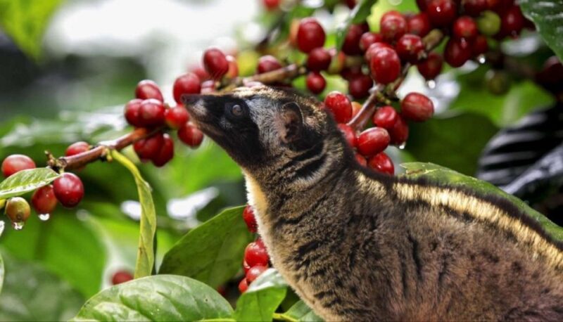 Ubud Swing : Explore Ubud Country Side & Taste of Coffee - Highlights and Experiences