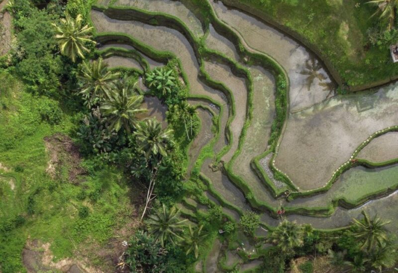 Ubud: Tegalalang Rice Terrace Photos Tour With Swing Ticket - Subak Irrigation System