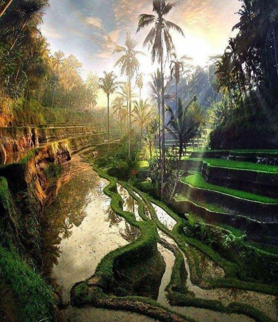 Ubud Tegallalang Rice Terrace Tour - Tour Pickup and Language