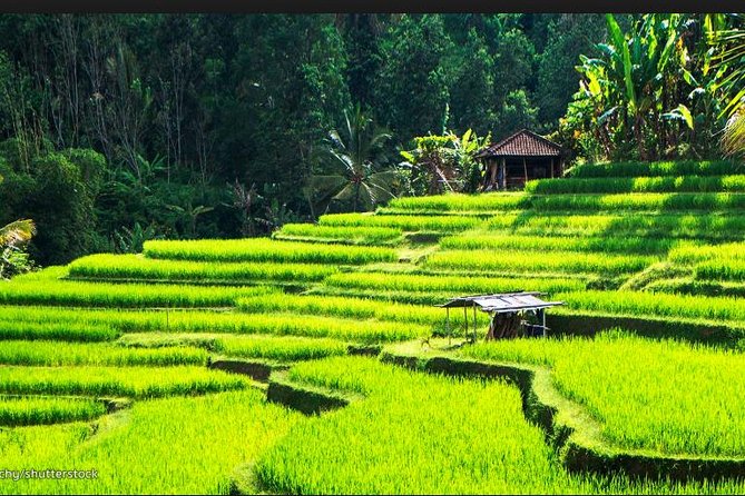 Ubud Temples, Waterfalls, Rice Terraces & Balinese Culture - Pickup and Schedule