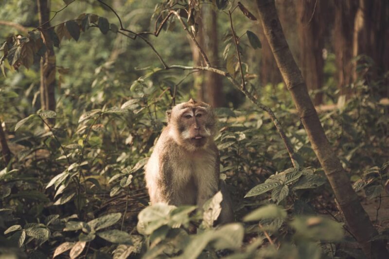 Ubud Thrills: Swing, Monkey Forest, Waterfall & Lunch - Pricing and Booking Information