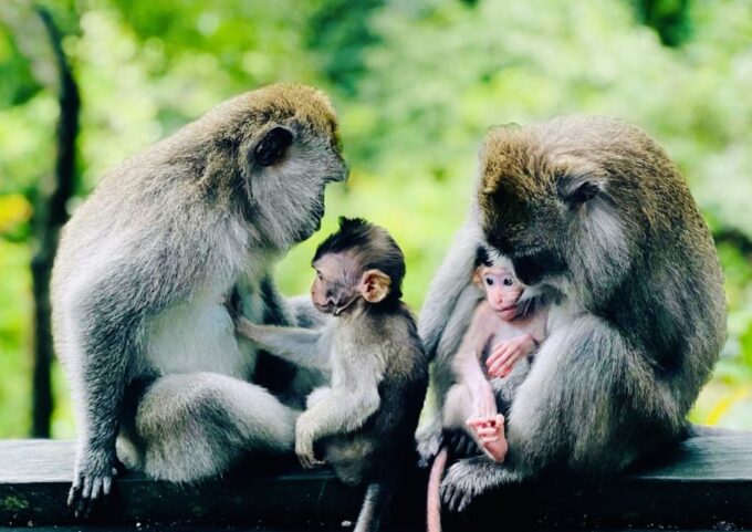 Ubud: Tjampuhan Ridge, Monkey Forest & Art Market Photo Tour - Optional Add-ons