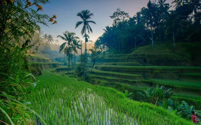 Ubud Tour Bali: Nature, Waterfall, and Cultural Experience - Transportation and Guide