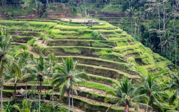 Ubud Tour Bali: Nature, Waterfall, and Cultural Experience - Ubuds Arts and Crafts