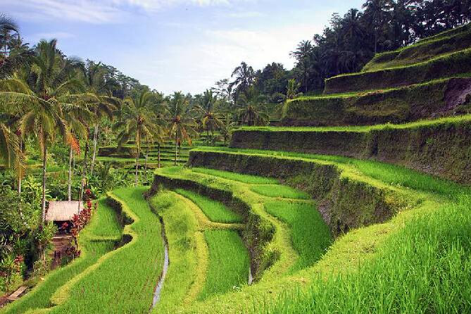 Ubud Tour - Best of Ubud Private Tour With Guide - All Inclusive - Tirta Empul Temple Visit