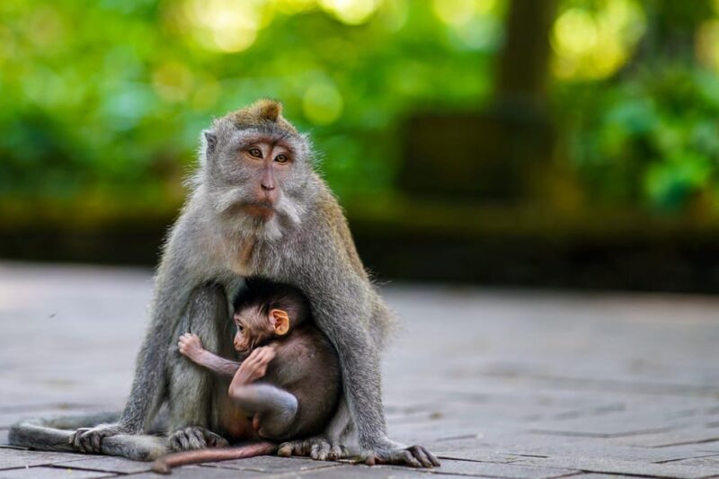 Ubud Tour: Culture, Waterfalls, Temples, Monke Forest - Key Points