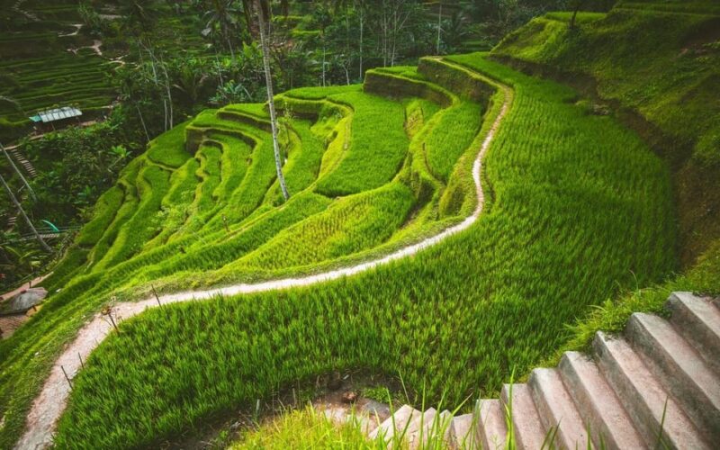 Ubud Tour: Culture, Waterfalls, Temples, Monke Forest - Inclusions