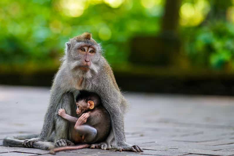 Ubud Tour: Culture, Waterfalls, Temples, Monke Forest - Booking Information