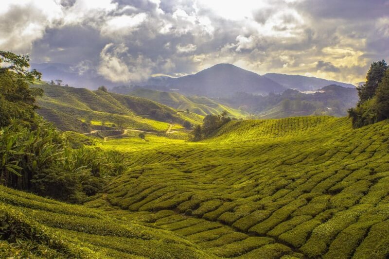 Ubud Tour Experience - Scenic Landscapes of Ubud